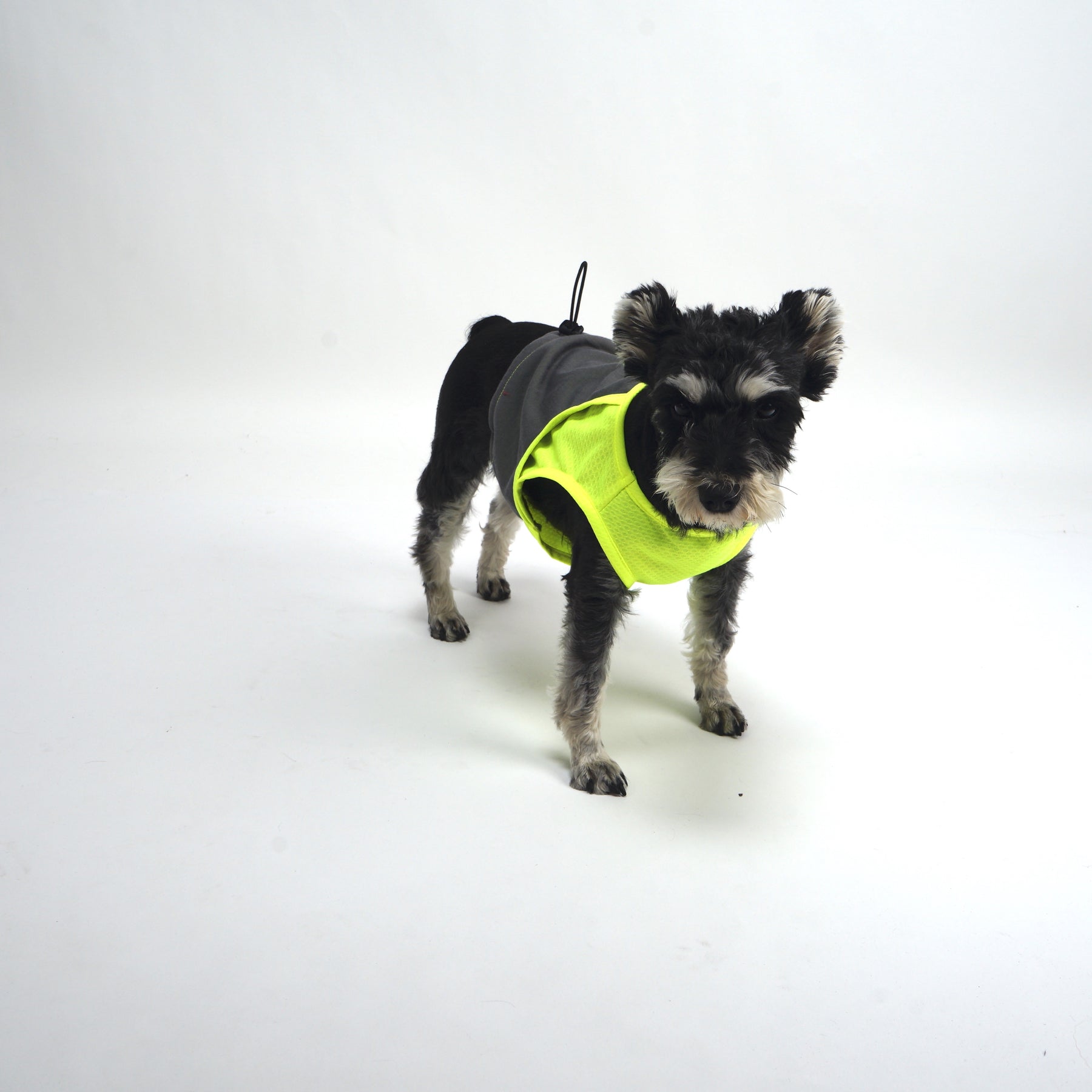 ASK for Price Cooler Dog Vest Evaporative Cooling for Hot Weather Compatible with Most Harnesses